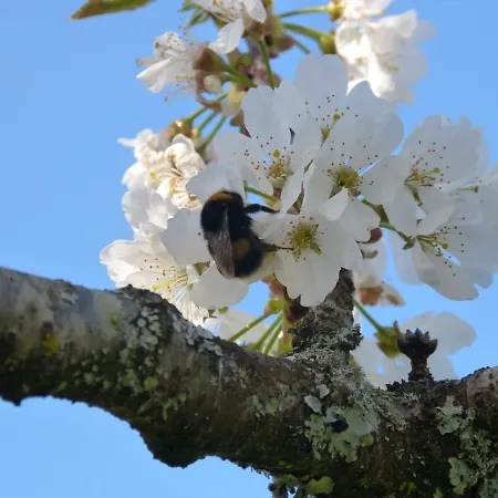 Domaine De L'estuaire Gæstehus Saint-Thomas-de-Cônac