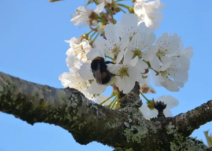 Domaine De L'estuaire Maison d'hôtes Saint-Thomas-de-Cônac